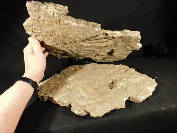 Two BIG! Eudolatites Sp. Trilobite Fossils in HUGE Split Matrix