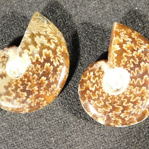TWO Small Highly Polished! Sutured AMMONITE Fossils Mahajanga Madagascar 7.64