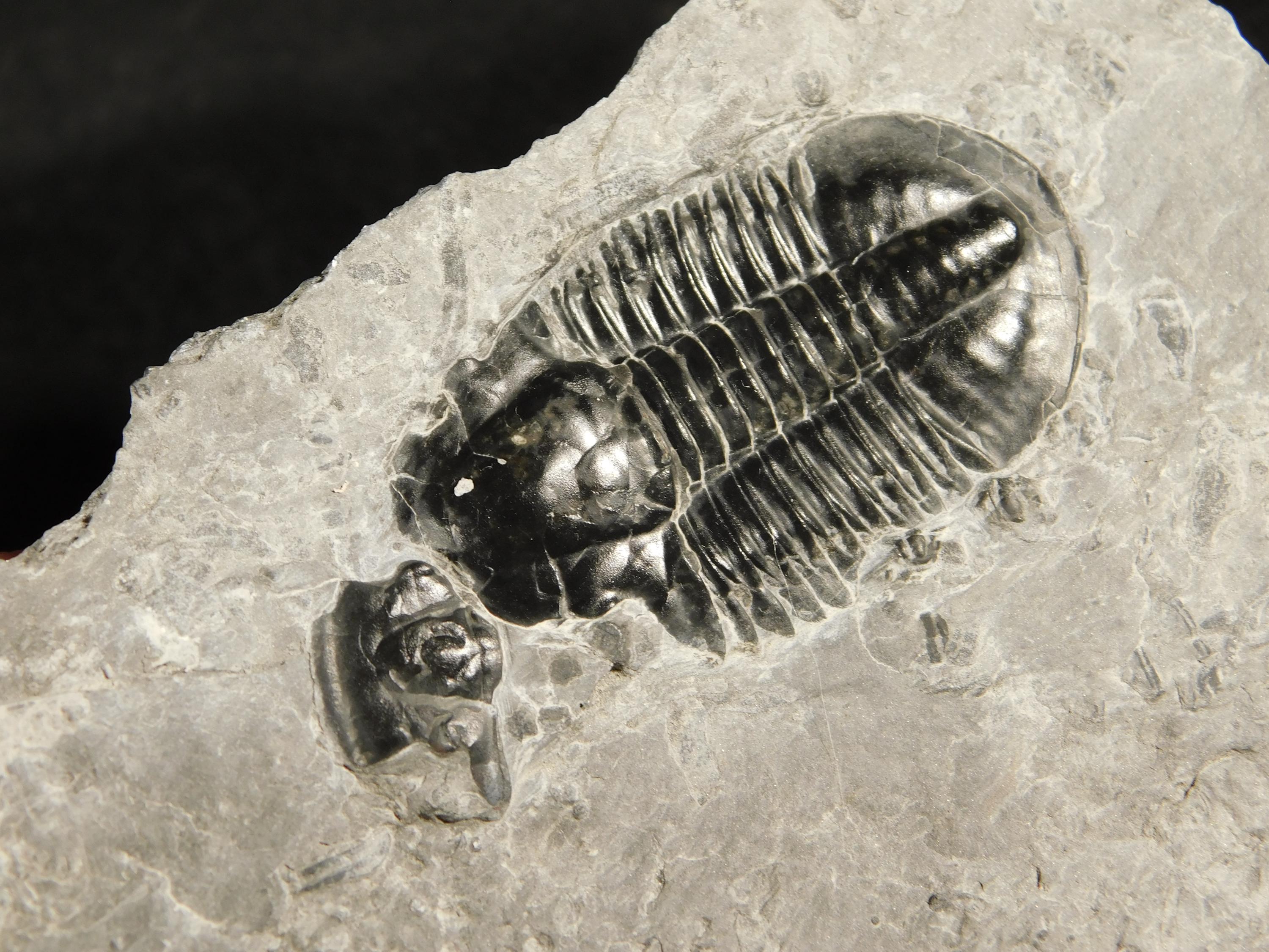 5億100万年前のアサフィスクス三葉虫化石 100%天然 ユタ州産 543g *A