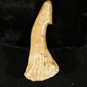 Long! 120 Million YEAR Old Dinosaur Era SAWFISH Tooth Fossil Morocco 15.0gr
