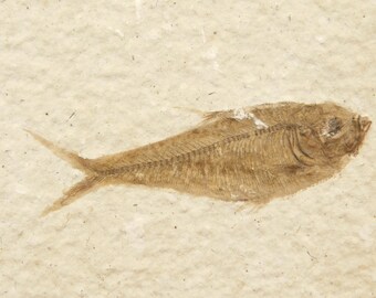 ビッグ！100%天然ディプロミスタス魚化石（両面にマトリックス付き