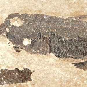 Knightia Eocaena FISH Fossil Green River Formation Wyoming - Etsy