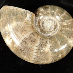 Selten ! Nicht eindeutig poliertes AMMONIT-Fossil aus Madagaskar 102gr