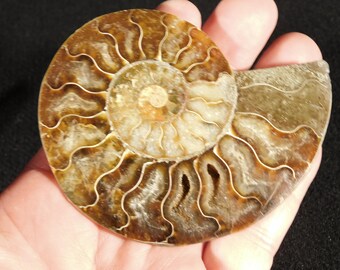 ビッグ！カット・研磨済みAAAクレオニセラスアンモナイト化石