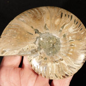 Puede incluir: Un f&oacute;sil de ammonite pulido que presenta un patr&oacute;n de concha en espiral con tonos beige, marr&oacute;n claro y marr&oacute;n oscuro. El centro del f&oacute;sil muestra un n&uacute;cleo mineralizado texturizado de color gris verdoso, mientras que los bordes exteriores muestran c&aacute;maras curvas.