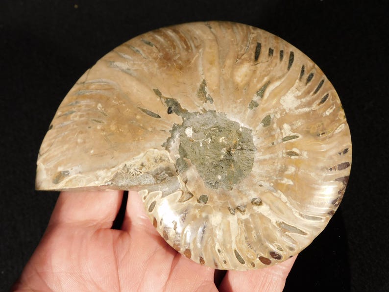 Puede incluir: Un f&oacute;sil de ammonite pulido que presenta un patr&oacute;n de concha en espiral con tonos beige, marr&oacute;n claro y marr&oacute;n oscuro. El centro del f&oacute;sil muestra un n&uacute;cleo mineralizado texturizado de color gris verdoso, mientras que los bordes exteriores muestran c&aacute;maras curvas.