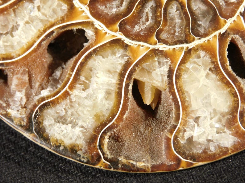Puede incluir: Un f&oacute;sil de amonita pulido que presenta una estructura espiral con c&aacute;maras. Las c&aacute;maras interiores est&aacute;n rellenas de formaciones cristalinas transl&uacute;cidas de color blanco y crema, separadas por paredes mineralizadas de color marr&oacute;n oscuro, lisas y curvas.