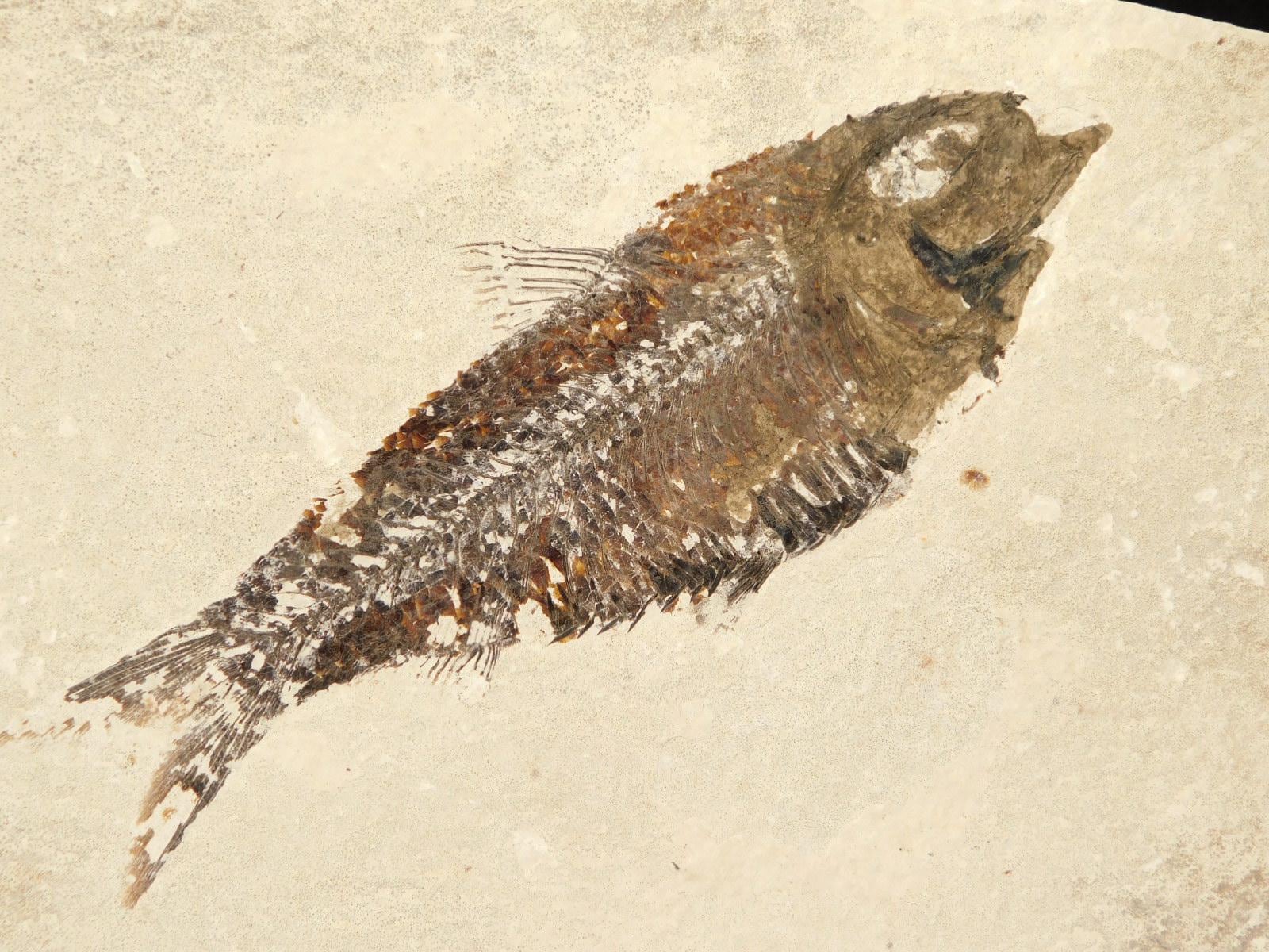 スケール！5000万年前のナイティア魚の化石（スタンド付き