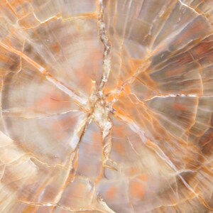 May include: Close-up of a polished stone surface with a natural, organic pattern. The stone features concentric rings in shades of beige, orange, and brown, with intricate veining and a central crack. The overall effect is a warm, earthy texture.