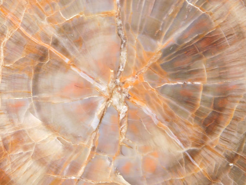 May include: Close-up of a polished stone surface with a natural, organic pattern. The stone features concentric rings in shades of beige, orange, and brown, with intricate veining and a central crack. The overall effect is a warm, earthy texture.