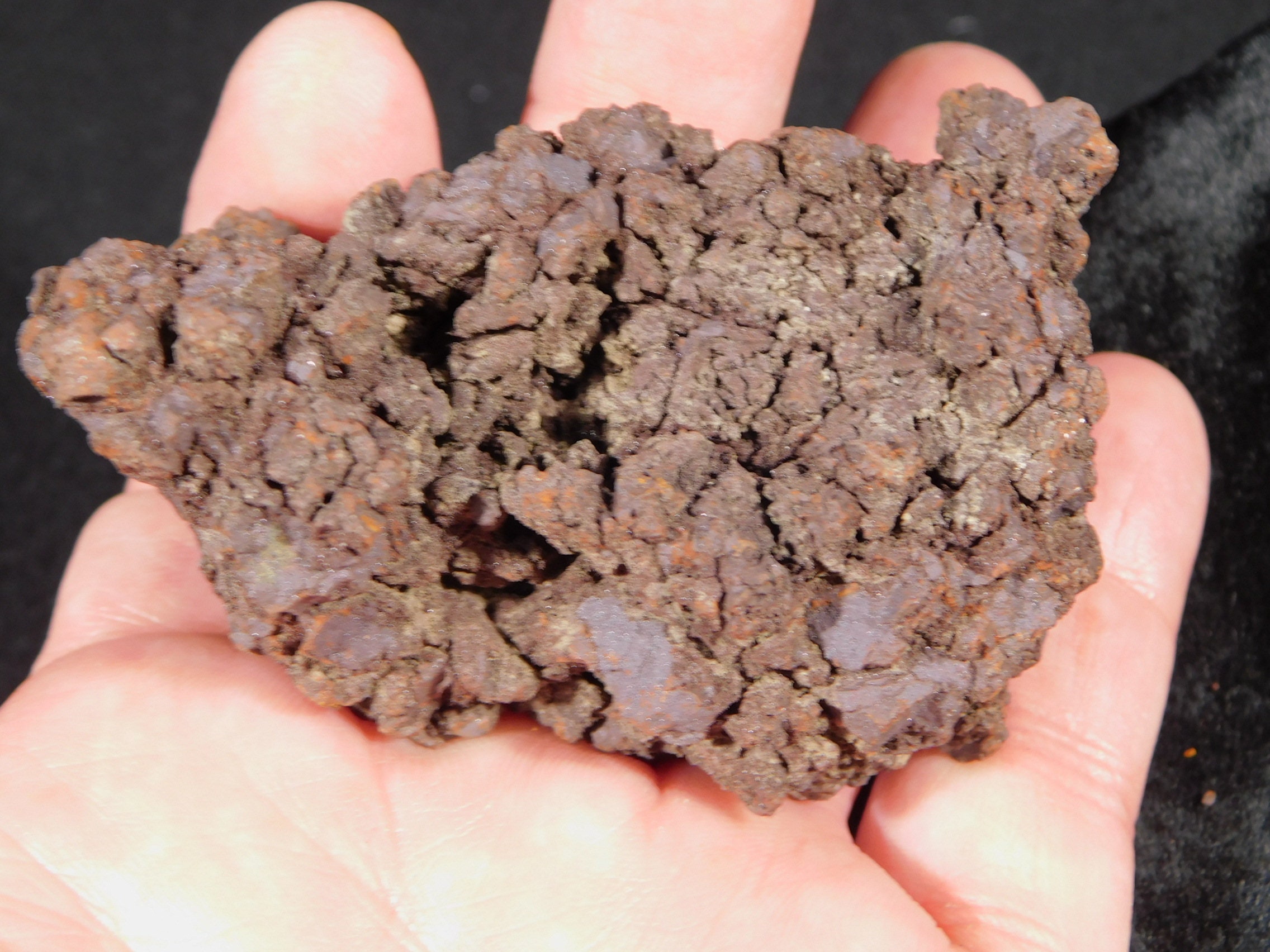 turtle coprolite