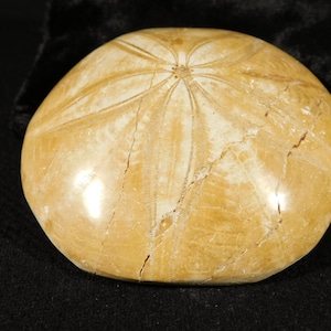 Larger! Polished 150 Million Year Old! SAND DOLLAR Fossil Madagascar 147gr