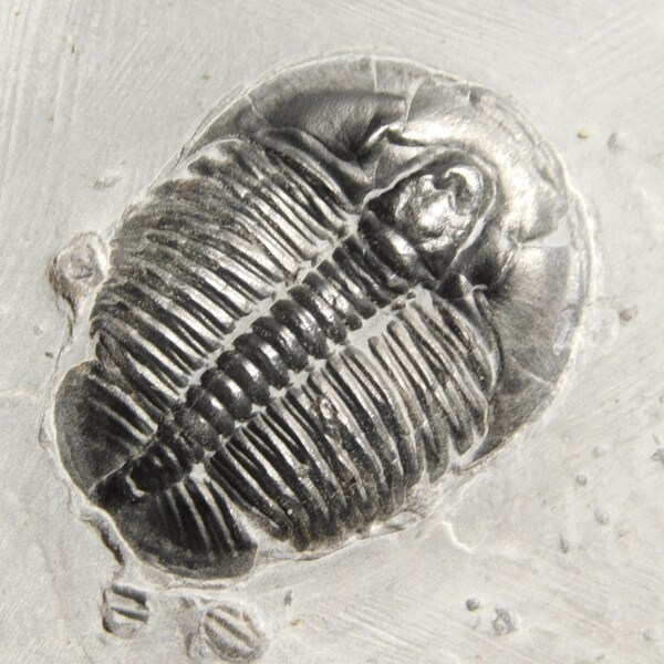 Elrathia Kingi Trilobite Fossil 100% Natural Cambrian Utah 347gr *C