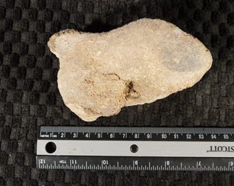Puede incluir: Una roca de color claro, de forma irregular y textura rugosa. Una regla con medidas en centímetros se coloca junto a la roca. La roca parece ser un fósil o un espécimen geológico.