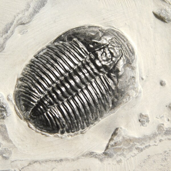 Elrathia Kingi Trilobite Fossil 100% Natural Cambrian Utah 431gr *C
