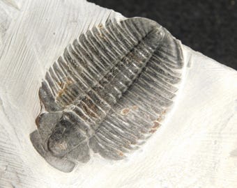 5億900万年前！カンブリア紀ユタ州産エルラシア三葉虫化石 144グラム
