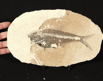 X線骨！大型で天然のディプロミスタス魚化石 ワイオミング州産 623g