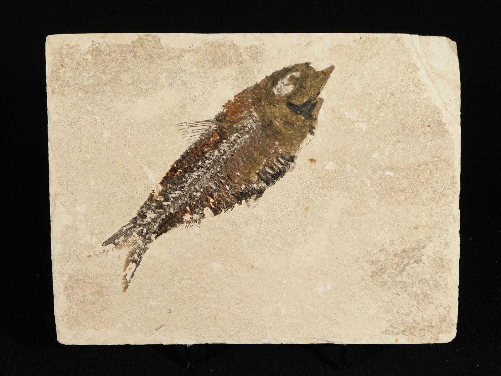 スケール！5000万年前のナイティア魚の化石（スタンド付き