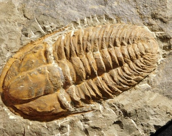 wOw Big! 530 Million Year OLD! Hamatolenus Trilobite Fossil Anif Morocco 828gr