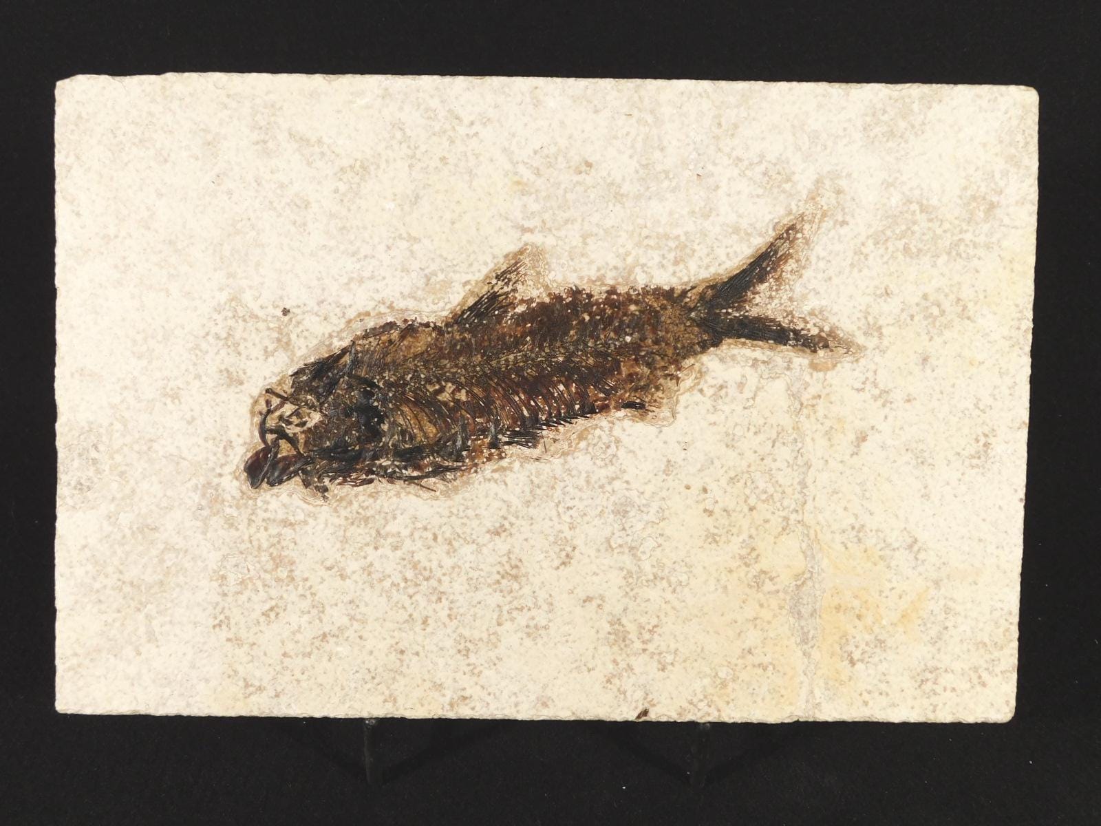 大型化！5000万年前のナイティア魚の化石 ワイオミング州産 785グラム