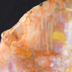 May include: Close-up of a section of petrified wood, showcasing a spectrum of colors. The polished surface reveals layers of orange, yellow, and white hues, with intricate patterns and textures. The natural stone has a smooth, glossy finish.
