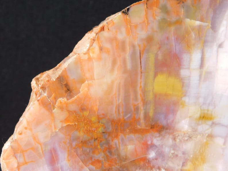 May include: Close-up of a section of petrified wood, showcasing a spectrum of colors. The polished surface reveals layers of orange, yellow, and white hues, with intricate patterns and textures. The natural stone has a smooth, glossy finish.