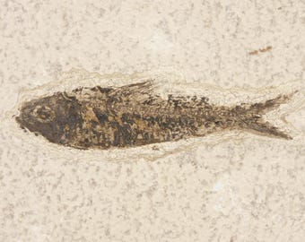 長い！100%天然、5000万年前のミオプロス魚化石、ワイオミング州産