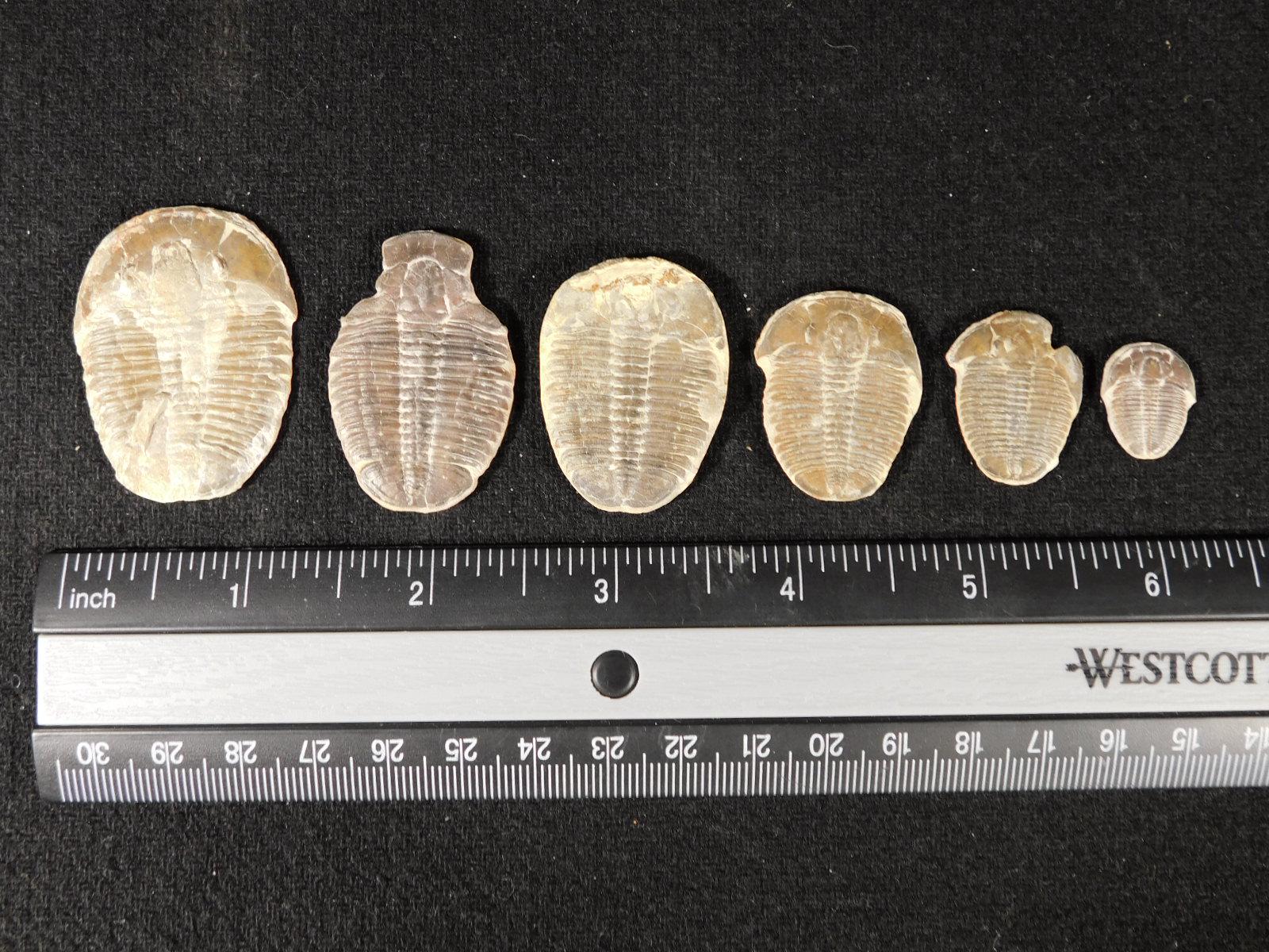 6個セット！100%天然のエルラシア三葉虫化石（カンブリア紀ユタ州産
