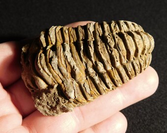 巨大！4億6000万年前！フレキシカリメネ三葉虫化石（モロッコ産、76.8