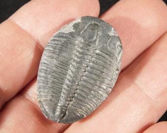 500 millions d'années ! Fossile de TRILOBITE du Jurassique de l'Utah 4,88