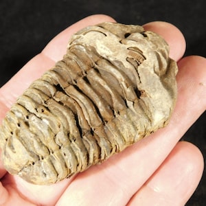 Puede incluir: Un trilobites fosilizado, un artrópodo marino de la era Paleozoica, se sostiene en una mano. El fósil tiene un cuerpo segmentado de color marrón claro y beige, y mide aproximadamente 10 cm de largo.