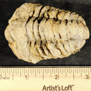 Puede incluir: Se muestra un trilobites fosilizado, un artrópodo marino prehistórico. El espécimen es de color beige claro con secciones corporales segmentadas. Una regla indica que el fósil mide aproximadamente 7,6 cm de largo.