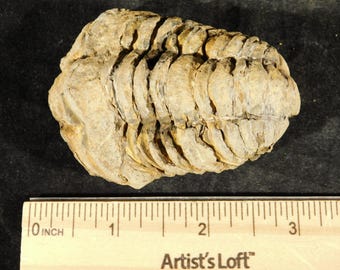 巨大なモロッコの三葉虫の化石、パラドキシダエ（マトリックス