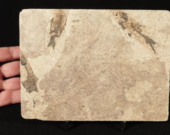 X線骨！大型で天然のディプロミスタス魚化石 ワイオミング州産 623g