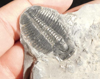 アノマロカリスの噛み跡が残る三葉虫の化石！カンブリア紀ユタ州産