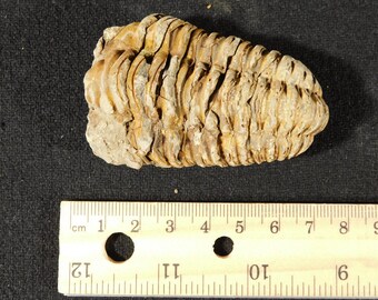 巨大！4億6000万年前！フレキシカリメネ三葉虫化石（モロッコ産、76.8