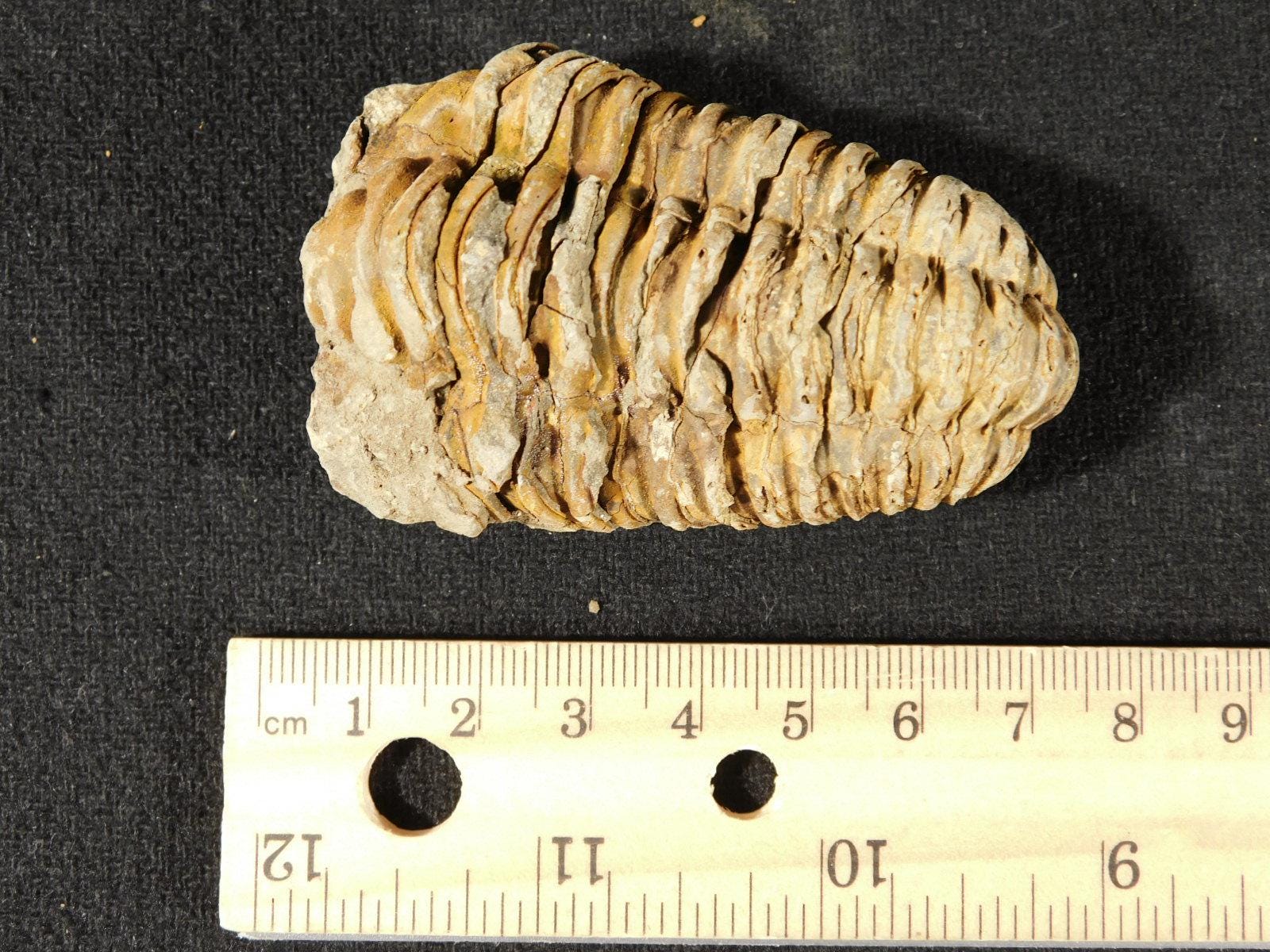 巨大！4億6000万年前！フレキシカリメネ三葉虫化石（モロッコ産、76.8