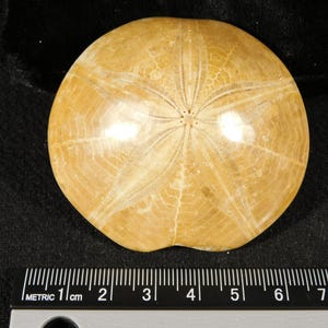 Polished 150 Million Year Old! AAA SAND DOLLAR Fossil Madagascar 87.3gr