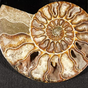 Puede incluir: Un f&oacute;sil de ammonite pulido que presenta una estructura de concha en espiral con c&aacute;maras distintas. El interior muestra una mezcla de dep&oacute;sitos minerales de color marr&oacute;n, bronceado y crema, incluyendo formaciones de cuarzo cristalino en las secciones huecas.