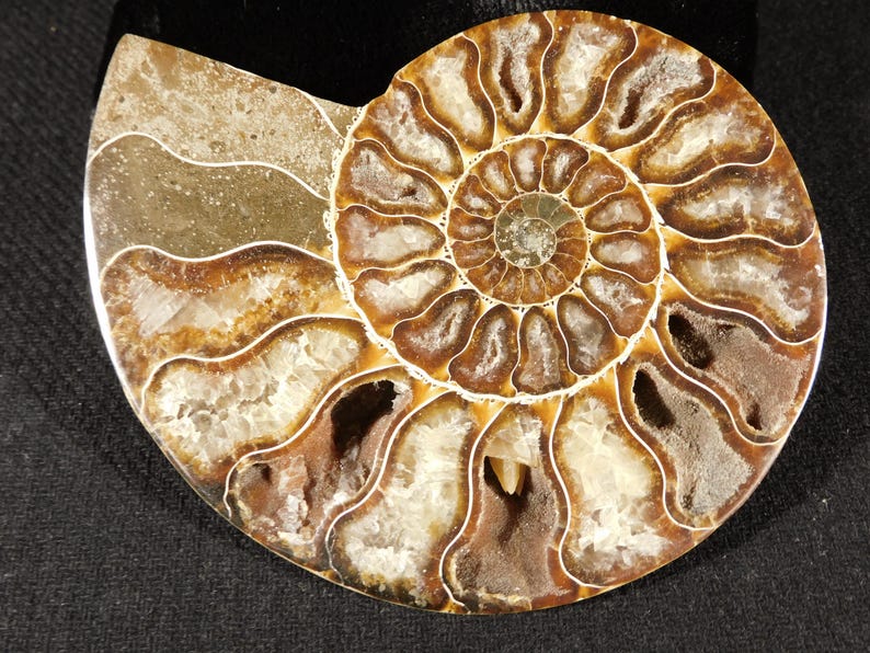 Puede incluir: Un f&oacute;sil de ammonite pulido que presenta una estructura de concha en espiral con c&aacute;maras distintas. El interior muestra una mezcla de dep&oacute;sitos minerales de color marr&oacute;n, bronceado y crema, incluyendo formaciones de cuarzo cristalino en las secciones huecas.