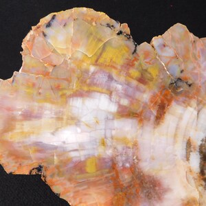 May include: Close-up of a polished petrified wood slice. The surface displays a vibrant array of colors, including yellow, orange, white, and hints of purple. The natural patterns and textures are clearly visible, showcasing the wood's unique grain and mineral deposits.