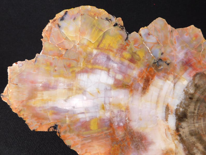 May include: Close-up of a polished petrified wood slice. The surface displays a vibrant array of colors, including yellow, orange, white, and hints of purple. The natural patterns and textures are clearly visible, showcasing the wood's unique grain and mineral deposits.