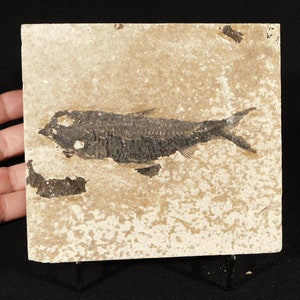 Knightia Eocaena FISH Fossil Green River Formation Wyoming - Etsy