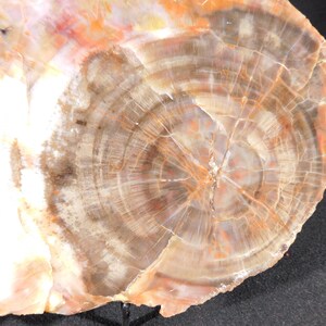 May include: A cross-section of petrified wood, showcasing concentric rings in shades of brown, orange, and cream. The fossilized wood displays a detailed pattern of growth rings, with a polished surface. The natural stone has a unique, earthy aesthetic.