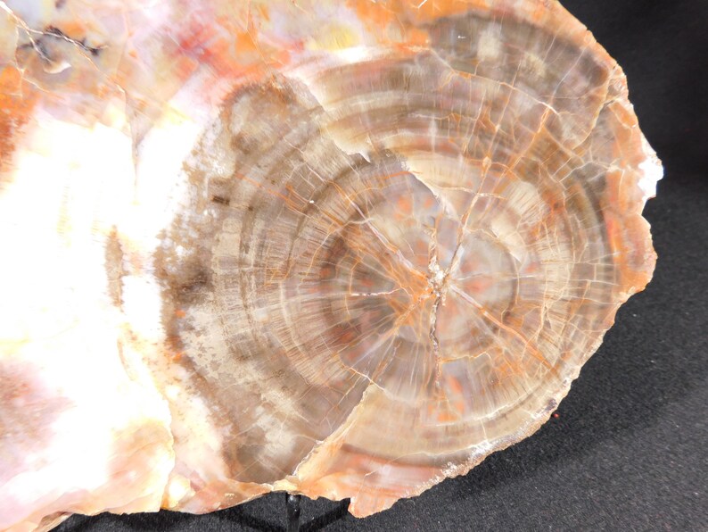 May include: A cross-section of petrified wood, showcasing concentric rings in shades of brown, orange, and cream. The fossilized wood displays a detailed pattern of growth rings, with a polished surface. The natural stone has a unique, earthy aesthetic.