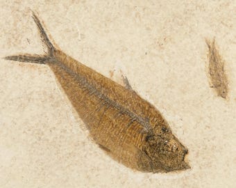 ビッグ！100%天然ディプロミスタス魚化石（両面にマトリックス付き