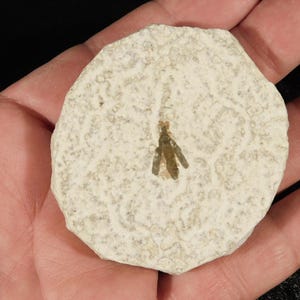 Fifty Million Year Old WINGED INSECT Fossil Wyoming