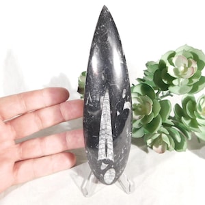 400 Million Year Old Polished ORTHOCERAS Fossil 100% Natural Morocco 124gr