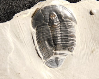 5億900万年前！カンブリア紀ユタ州産エルラシア三葉虫化石 144グラム