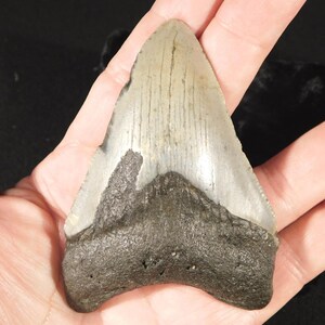 巨大！400万年前のメガロドンの歯の化石 100%天然 89.2g - Etsy 日本